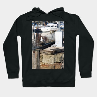 Scarborough Seagulls resting on the harbour wall, Yorkshire, UK Hoodie